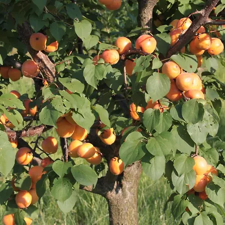 Dom wakacyjny I Ciliegi Ginestra Montignano